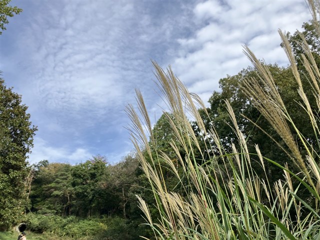 秋の七草 | 国営武蔵丘陵森林公園 ｜ 全国で初めての国営公園